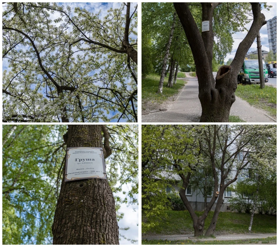 Фото: «Псковская провинция».