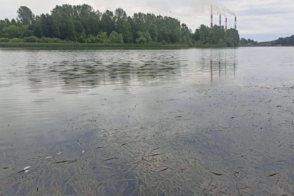 Фото: прокуратура по Красноярскому краю