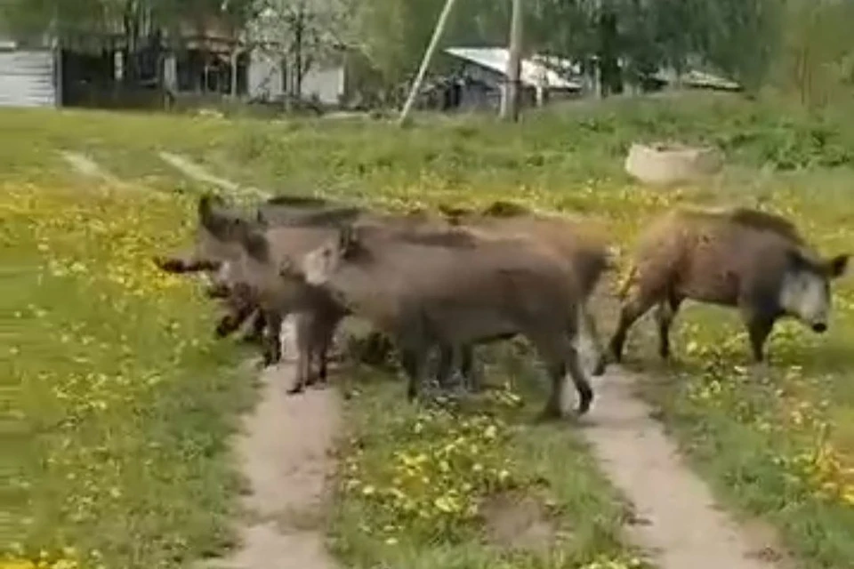 Кабаны вышли к людям в Тогучинском районе. Фото: Кадр из видео Минприроды НСО