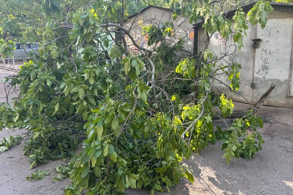 Около 260 деревьев повалило ветром в Краснодаре за выходные Фото: телеканал «Краснодар»