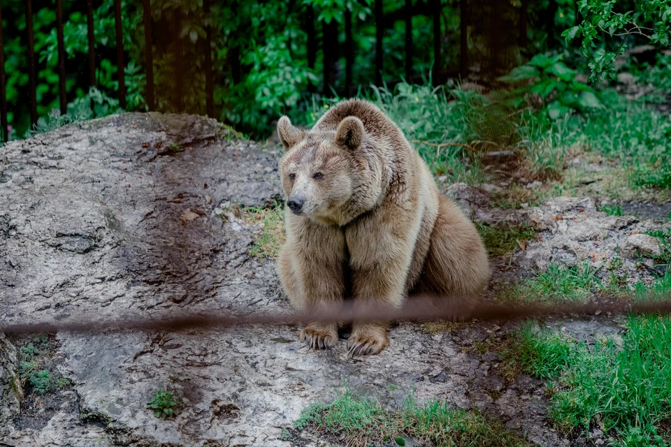 Ульяновцев из Инзенского района предупредили о свежих следах медведей