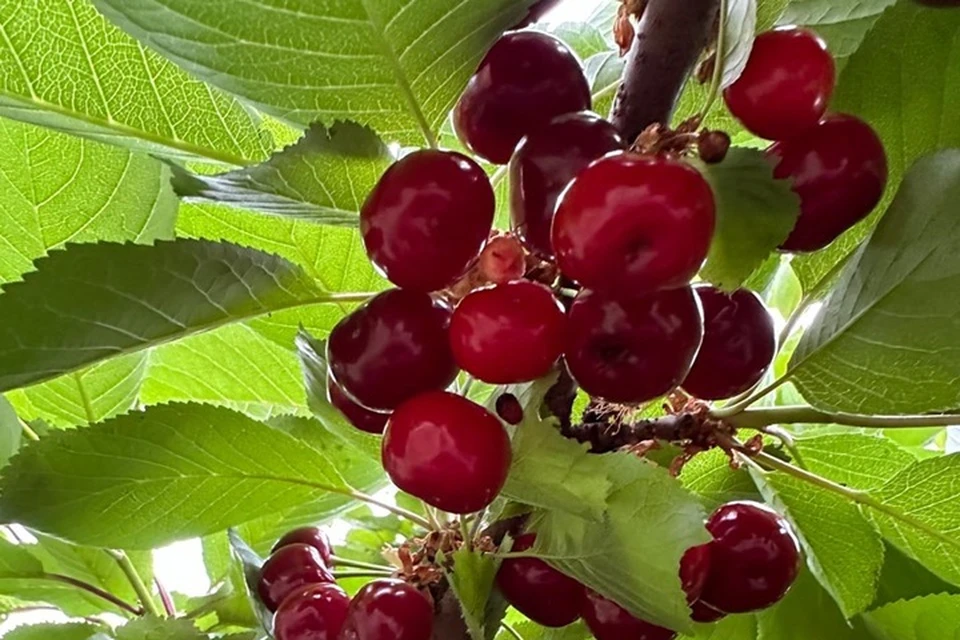 Садоводы заявили о хорошем урожае черешни на Кубани в этом году