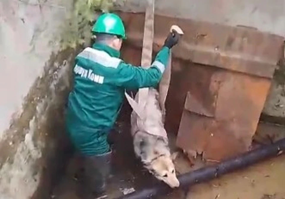Сотрудники компании в Коми спасли собаку неминуемой гибели.