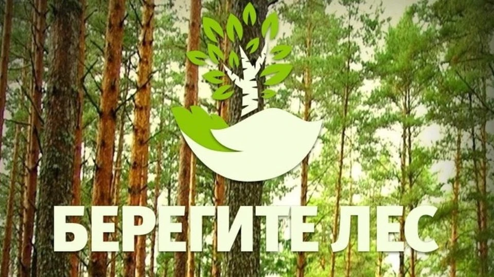 В Саратовской области ограничат пребывание граждан в лесах (фото: министерство экологии)