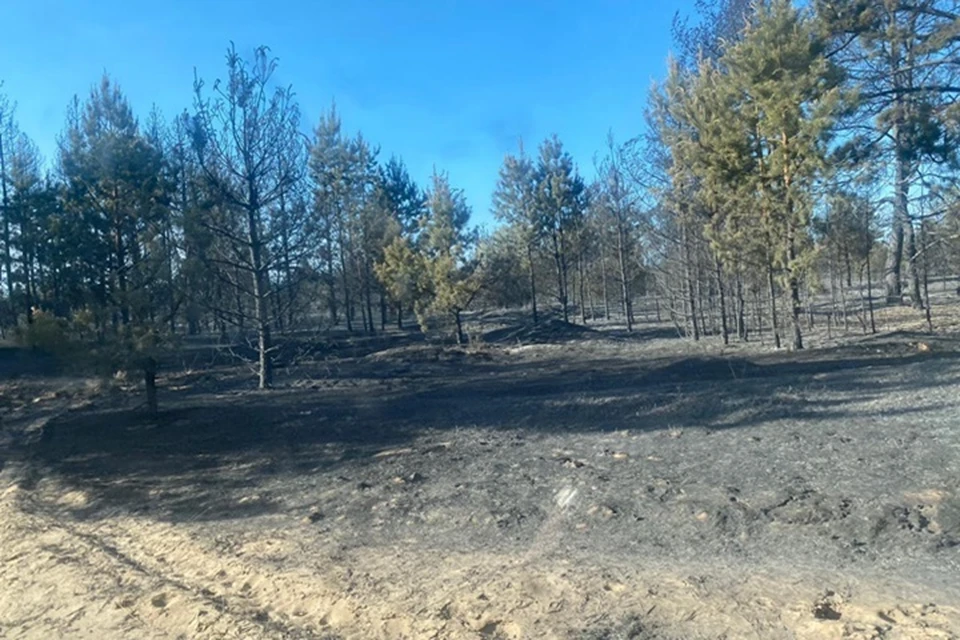 Огонь распространился на 169 гектаров. Фото: правительство Ростовской области.