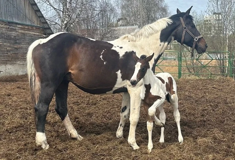 В Сыктывкаре у породистых родителей редкого пятнистого окраса появился ребенок. Фото конного центра «Аврора».