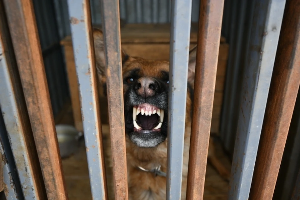 360 собак содержится в приюте Хабаровска