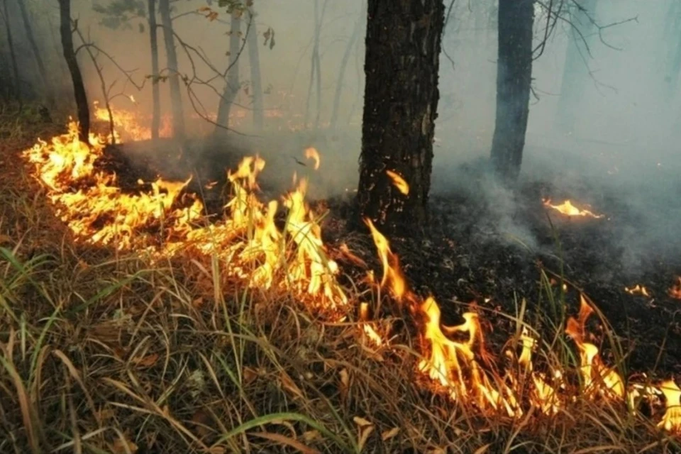 На Кубани с начала 2024 года случилось 14 пожаров в полях и лесах Фото из архива КП