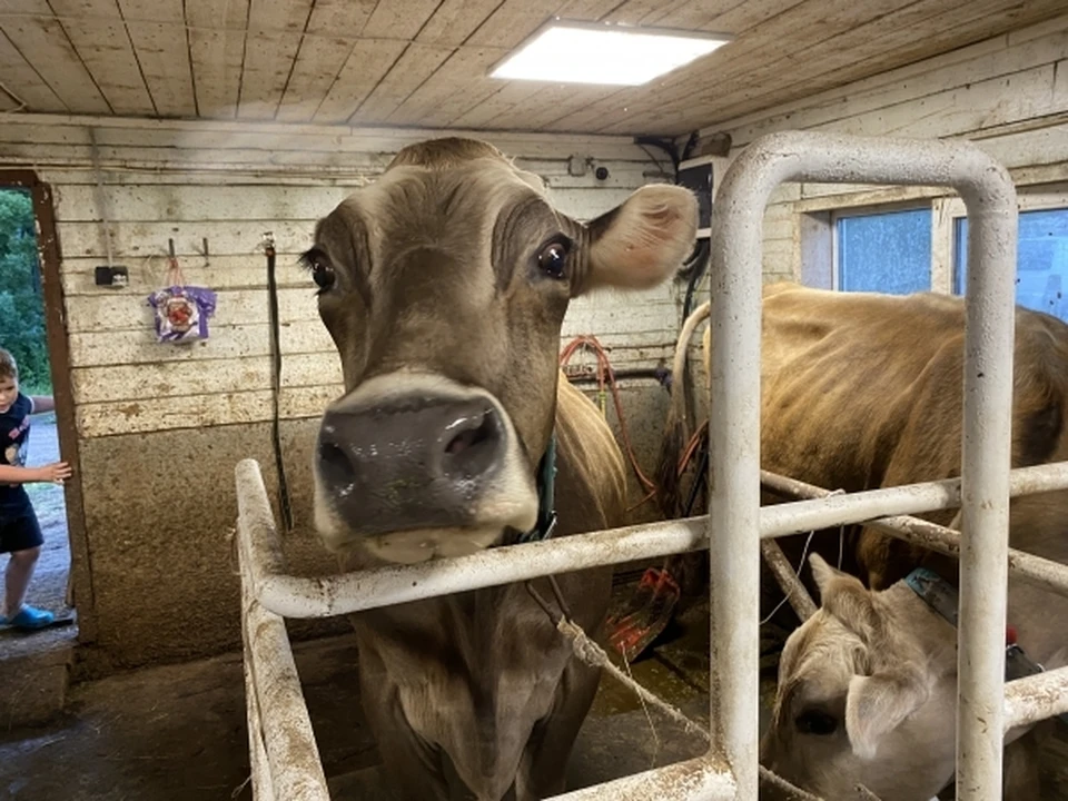 В Грузию экспортировали 90 донских коров