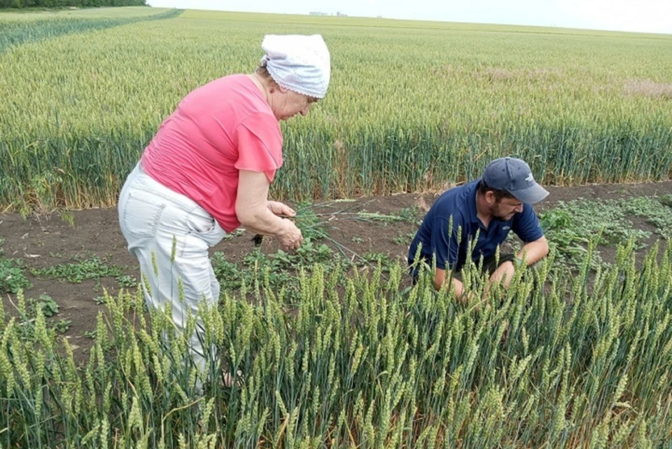 Специалисты уже обследовали сельхозкультуры на 28 тысячах гектаров. Фото: пресс-служба Россельхозцентра