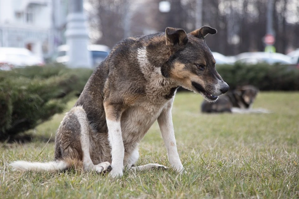 В Бердянске ведутся работы по стерилизации бездомных собак