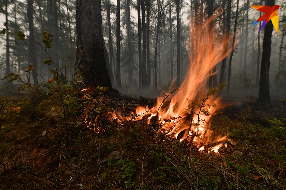 В лесах запрещено разводить открытый огонь.