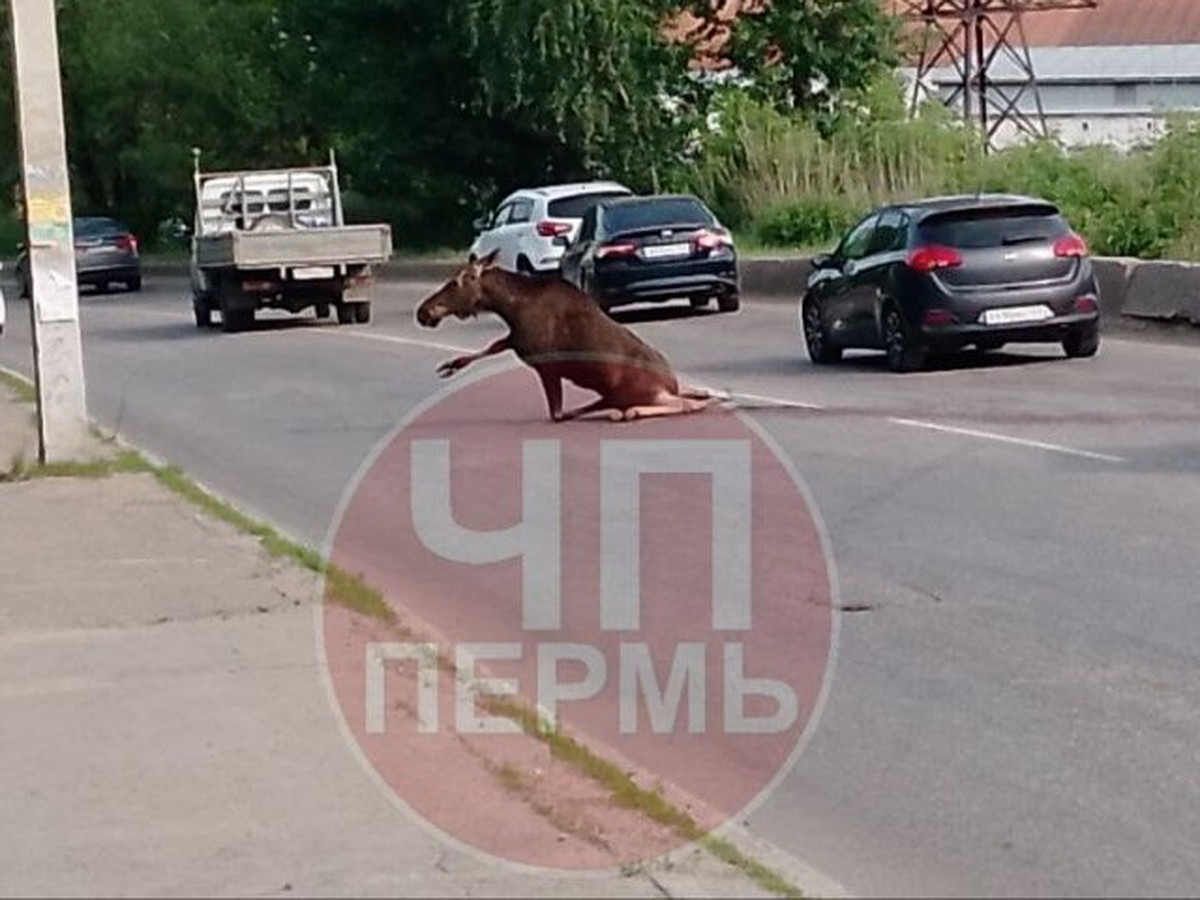 В Перми иномарка сбила забежавшего в город молодого лося - KP.RU