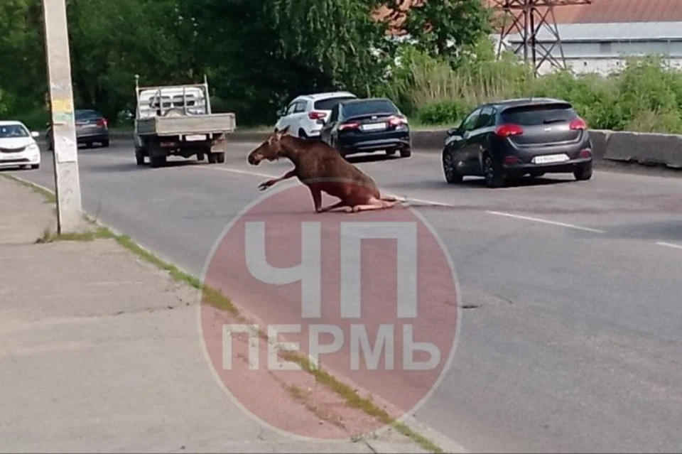 Фото: группа КВ "ЧП Пермь".