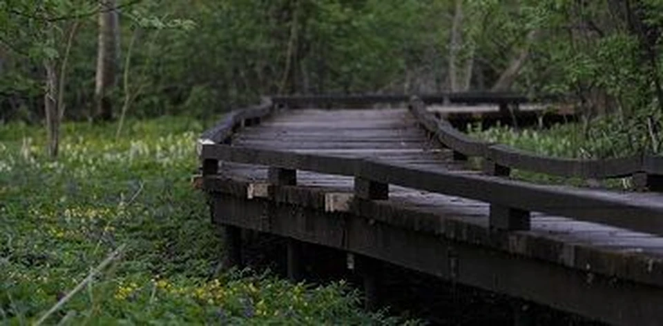 Фото с сайта Воронежского заповедника.