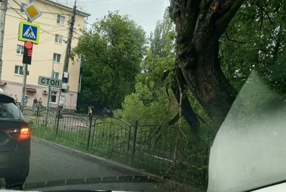 В Калуге часть дерева рухнула на тротуар
