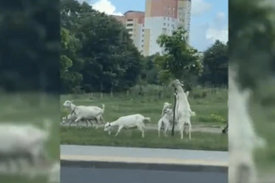 В минской Малиновке стадо коз объедало деревья. Фото: скриншот с видео TikTok
