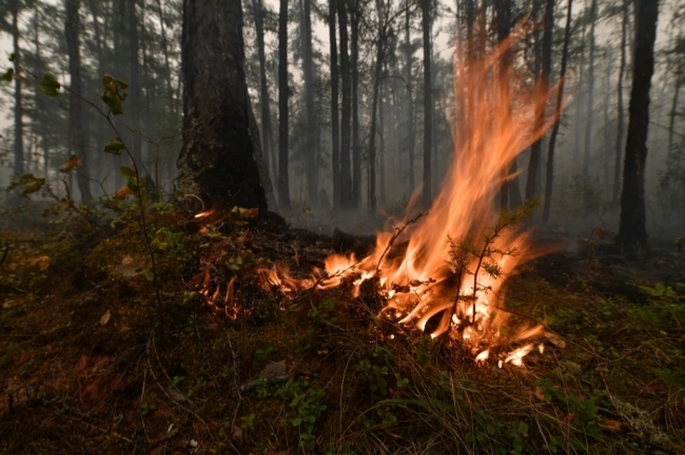 Площадь лесного пожара в селе Сылгы-Ытар выросла до 7,8 тысячи гектаров
