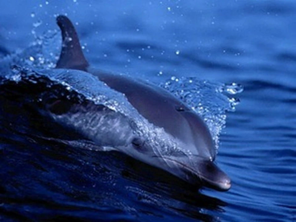 В фильме "Бухта" можно увидеть как разделывают туши дельфинов и саму охоту, изображенную как бойня