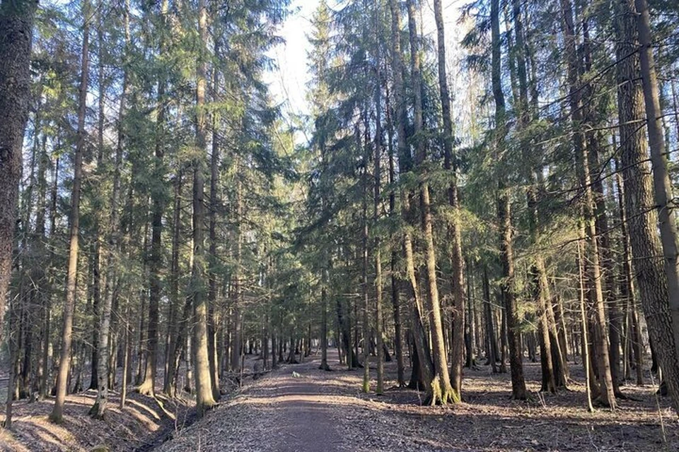 Больше всего подвержены риску укусов жители городов и сельских поселений.