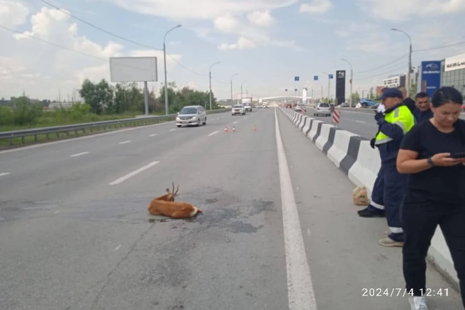 Самца косули сбили на трассе в Новосибирске.