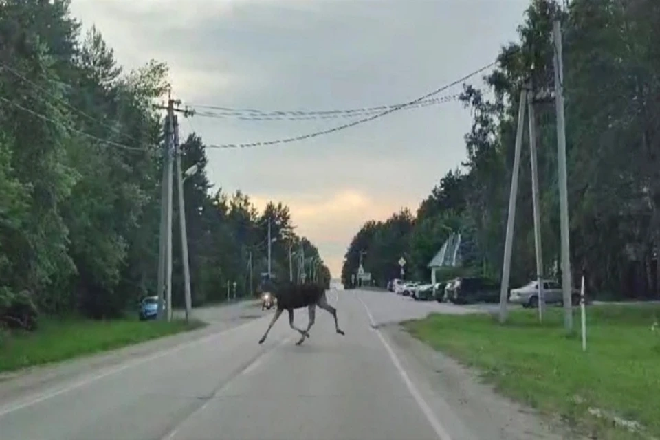 Двух смелых лосей, перебегавших дорогу, заметили под Новосибирском. Фото: стоп-кадр.