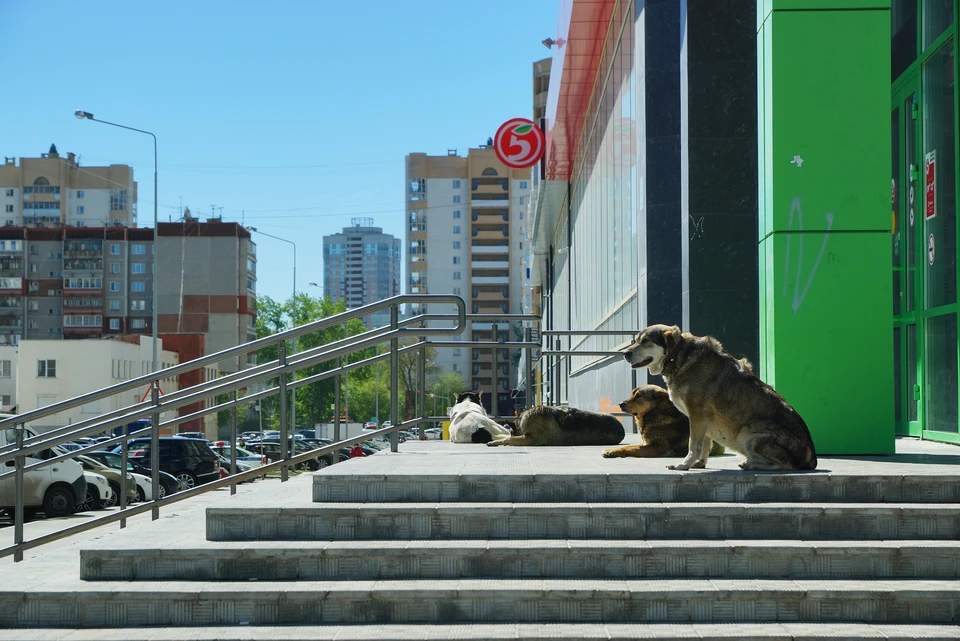 Бездомным собакам установили срок в приюте