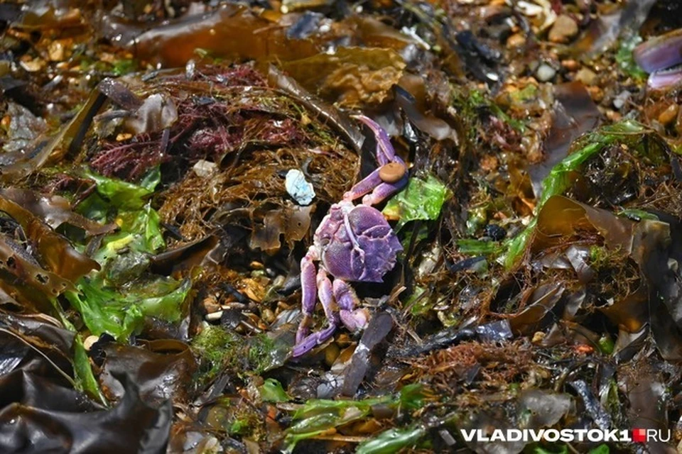 Вот каких крабиков выбрасывает на берег. Фото: vladivostok1.ru