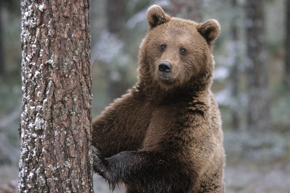 Правительство Румынии отзывает депутатов с каникул из-за нападений медведей