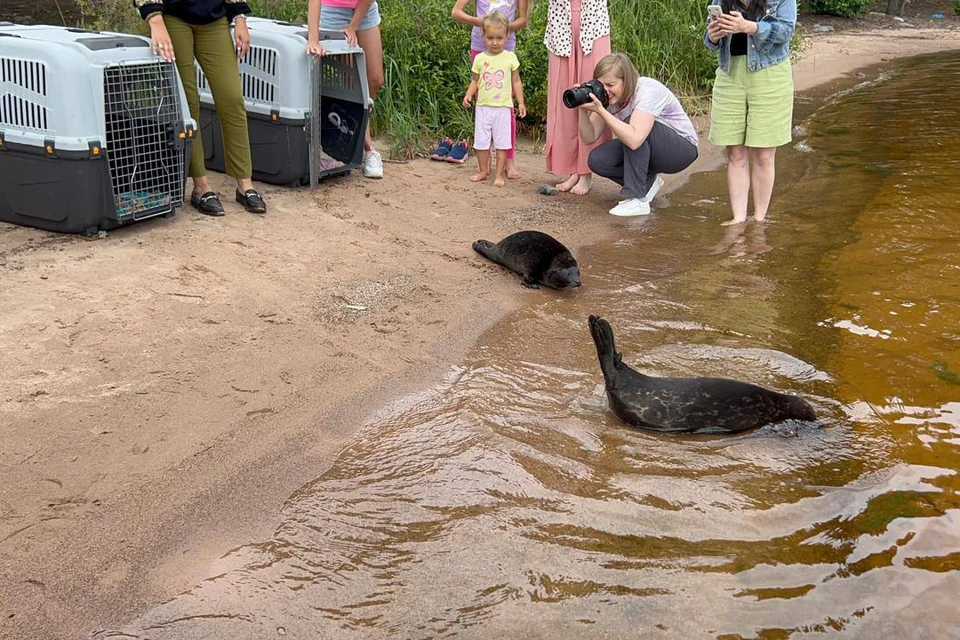 Нерпята отправились в воду здоровыми и упитанными. Фото: t.me/VDKSPB