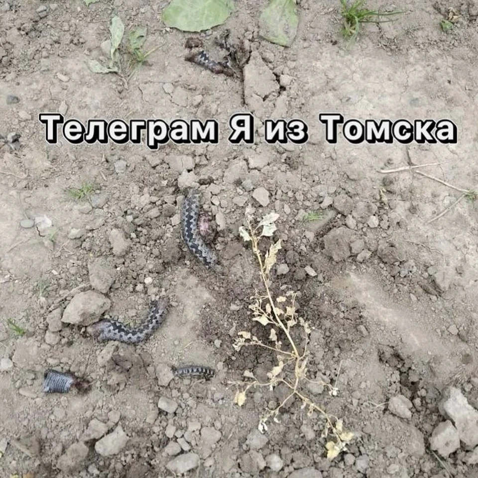 фото: телеграм-канал "Я из Томска"