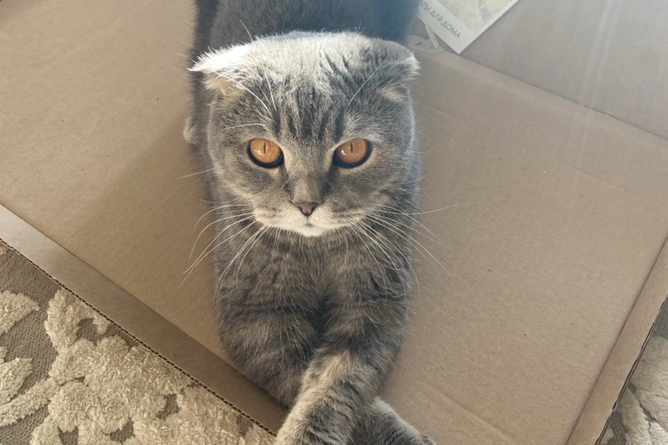 Все коты и кошки отдаются бесплатно