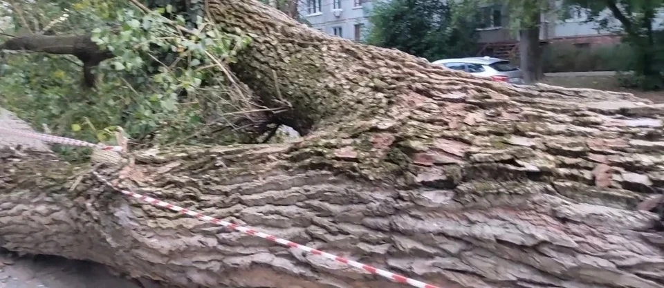 В Калуге пообещали вывезти дерево с улицы Энгельса