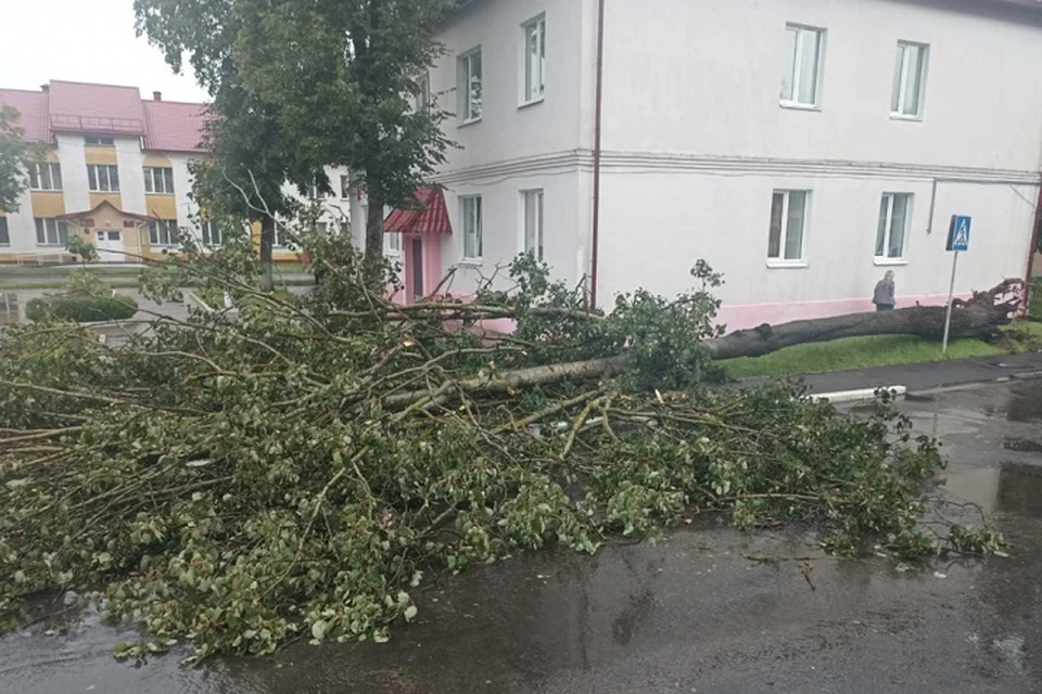 Семь человек погибли из-за падения деревьев в Беларуси во время урагана. Фото: МЧС.