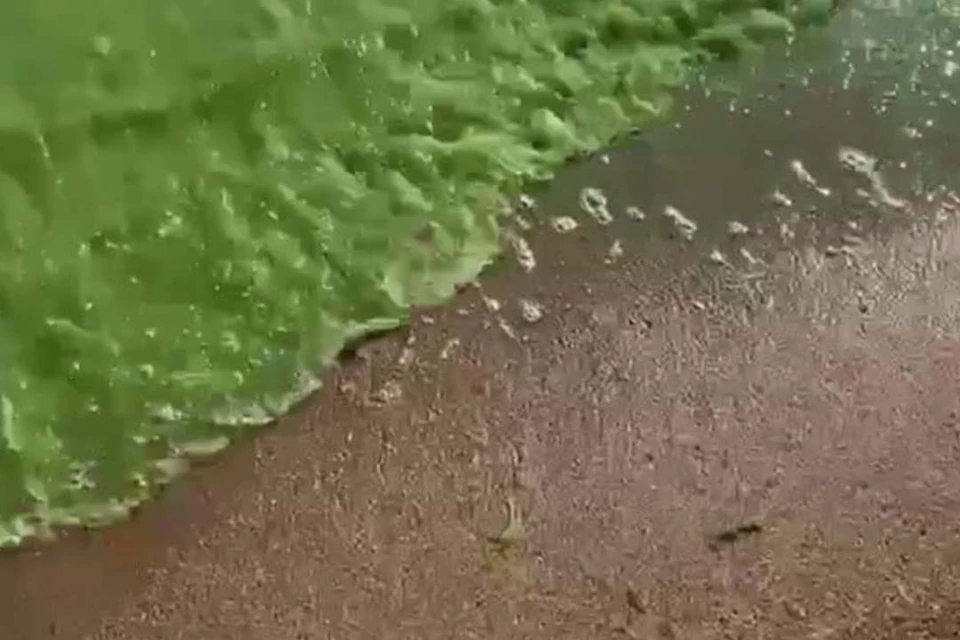 Причиной необычного цвета воды стали водоросли. Фото: t.me/pitertop