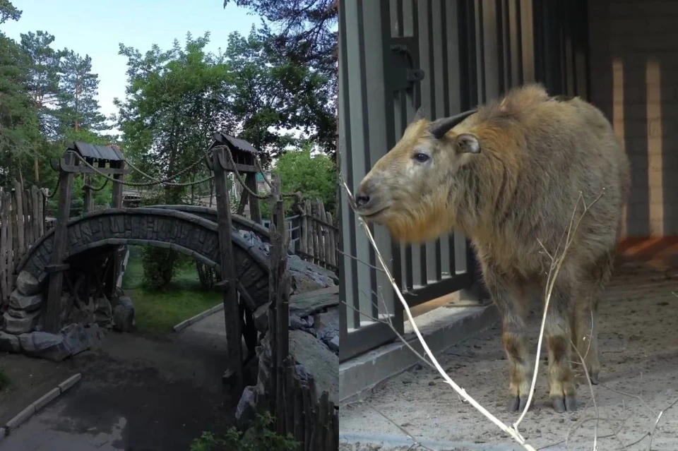 Дял такинов сделали вольер с мостами в азиатском стиле. Фото: Скриншот из видео зоопарка