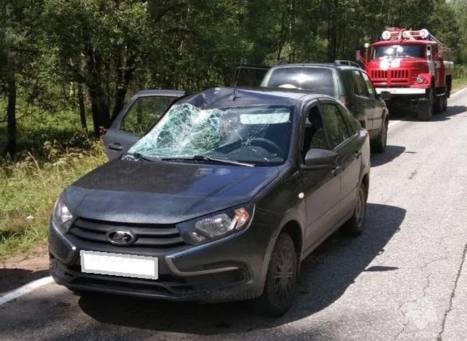 Водитель «Лады» сбил лося в Калужской области