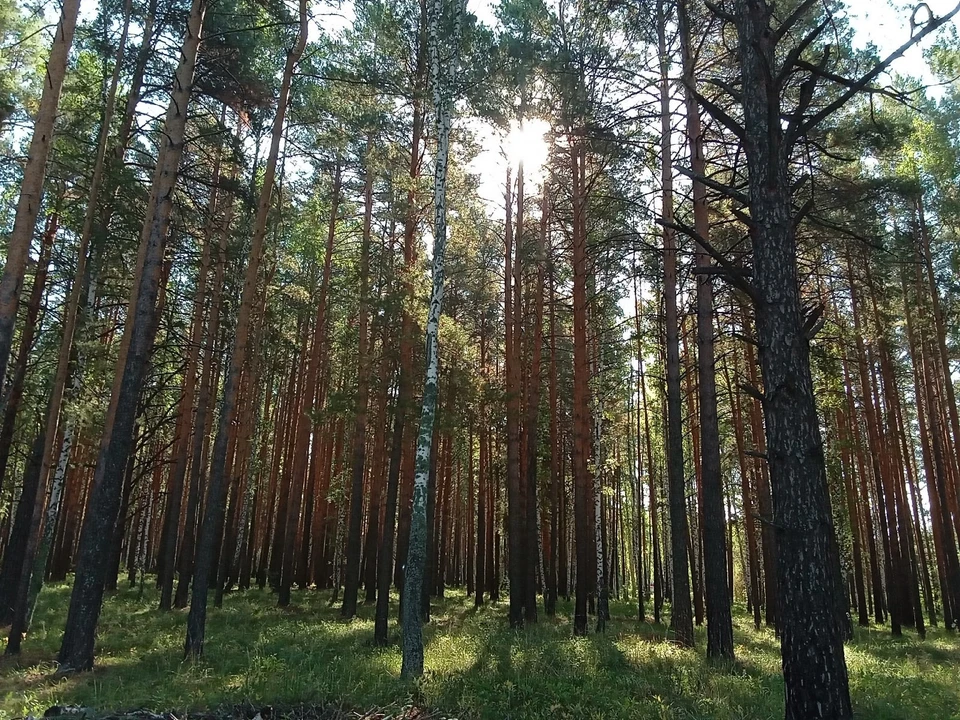 На Ямале потушили природные пожары