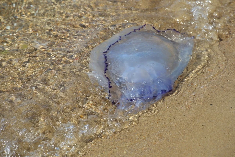 раньше в Азовском море не было нашествий медуз из-за его слабой солености.