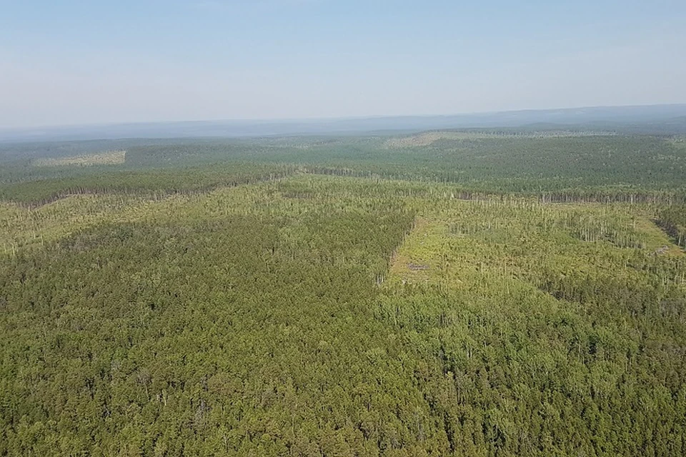 Видеонаблюдение в лесах Саратовской области помогает бороться с пожарами