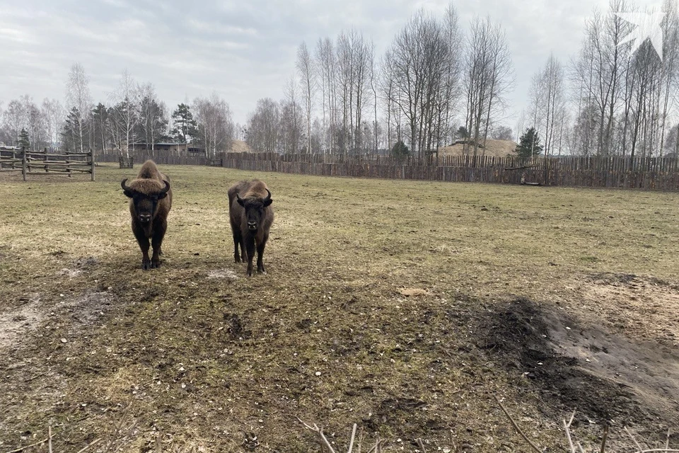 В Беларуси предлагают понизить охранный статус зубра, бурого медведя и рыси в Красной книге. Снимок носит иллюстративный характер. Фото: архив «КП»