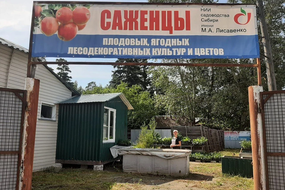 В день сборщики могут заработать от 3 тысяч рублей