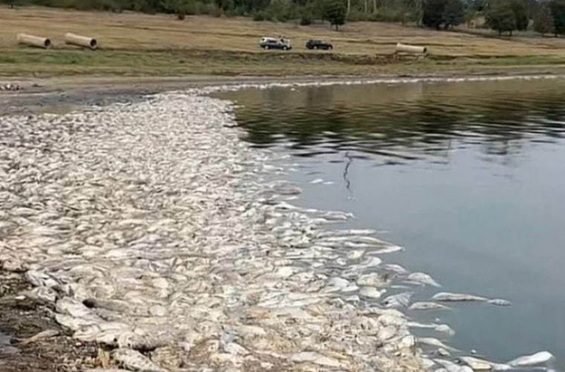В Тараклийском водохранилище гибнет рыба. Фото: соцсети