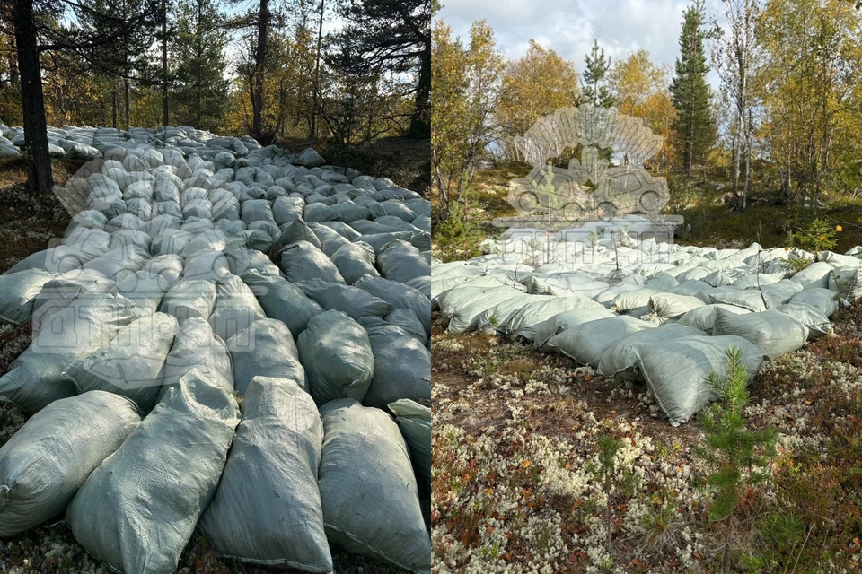 Жители Мурманской области возмущены массовым сбором ягеля в лесах. Фото: Мурманск ДТП ЧП / vk.com/murmansk_dtp