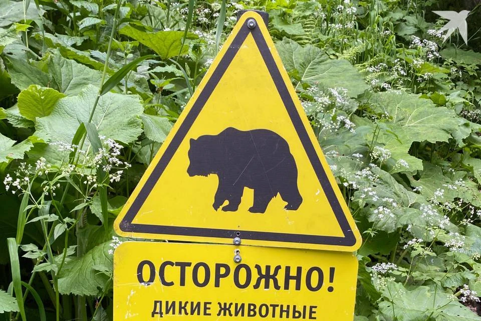 Медведи нередко приходят на городское кладбище Мурманска.