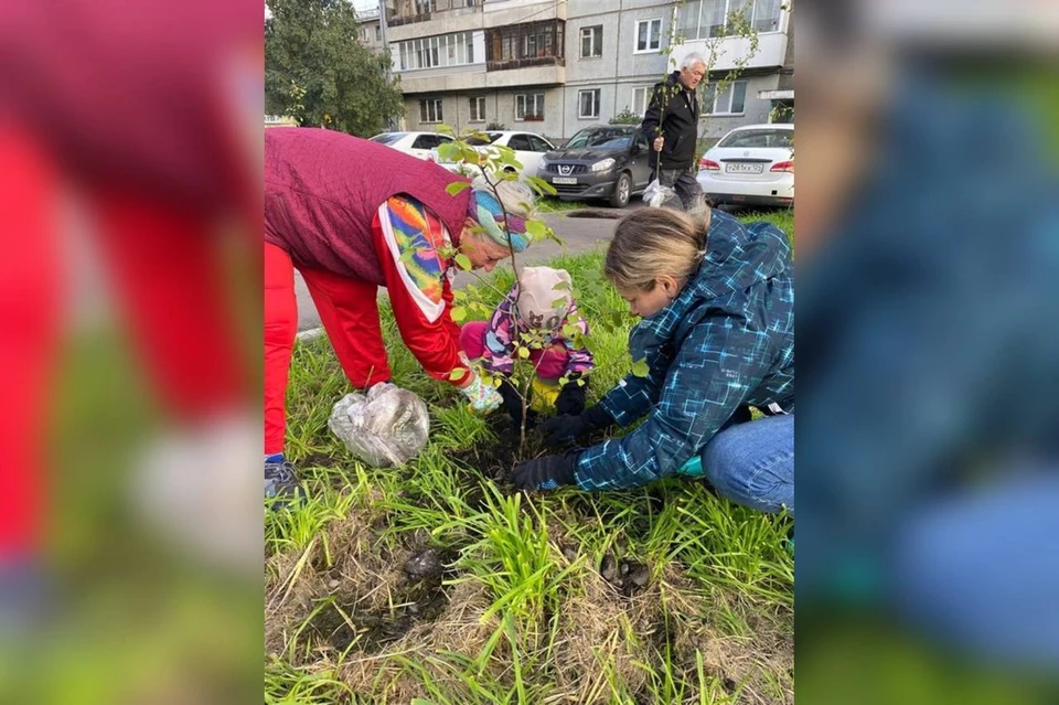 С начала осени Красноярск стал на 11270 деревьев зеленее. Фото: мэрия