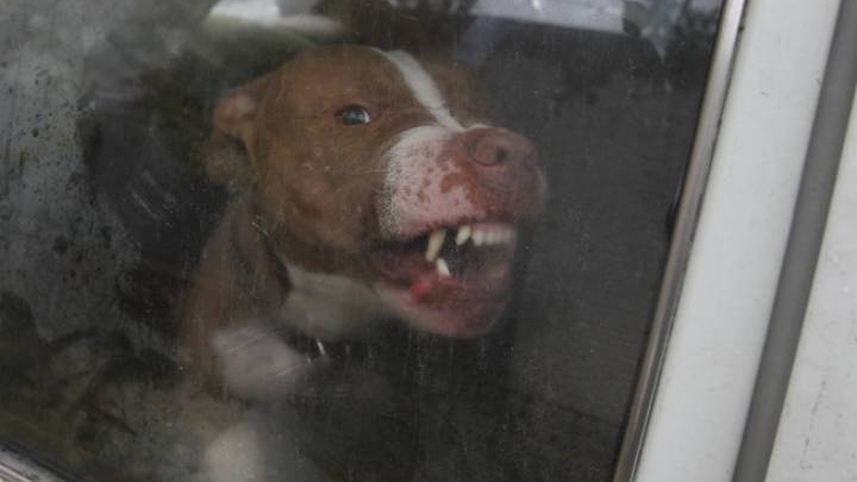 Qora tayt va yubka kiygan sargish ayol sikiladi Rus porno Sasha Rose