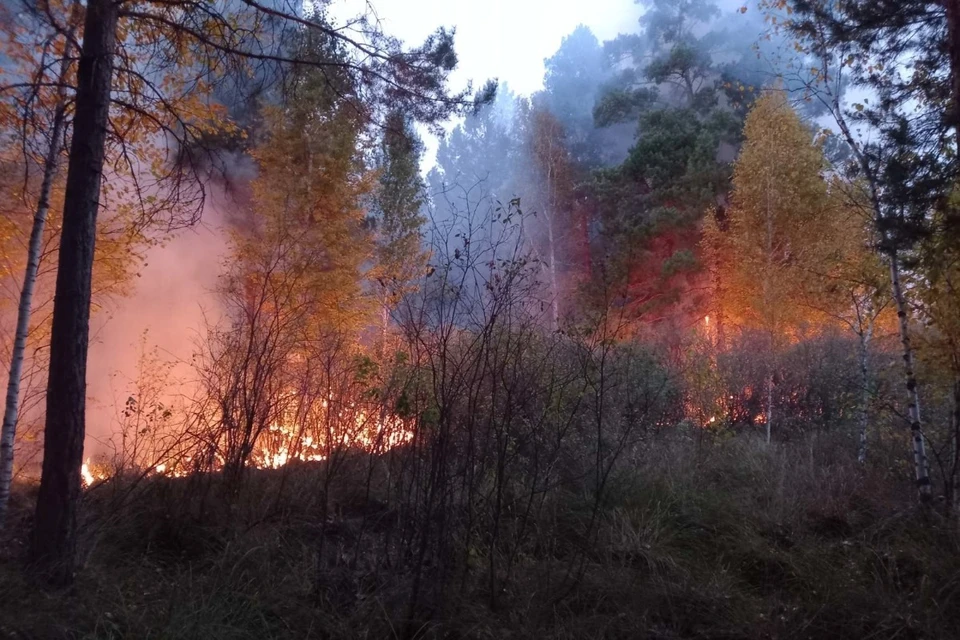 В среднем лес после пожара восстанавливается от 30 до 50 лет. Фото: социальные сети.