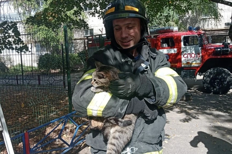 Спасатели сняли с деревьев двух кошек Фото: пресс-служба администрации Краснодара