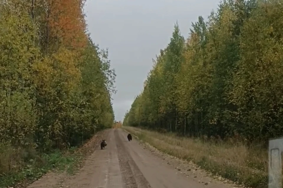 Фото: кадр видео